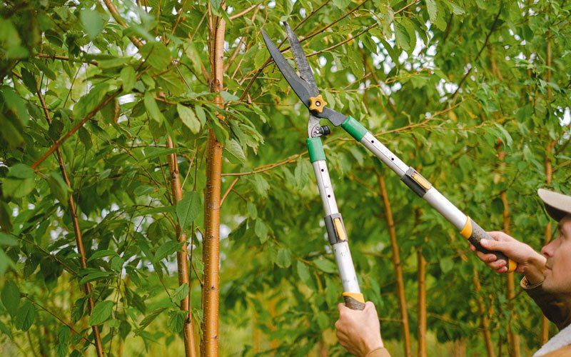 Tree trimming in Braddock, ND