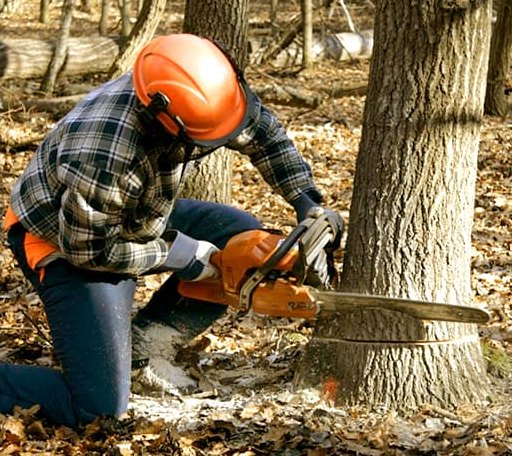 Tree Removal in Braddock, ND